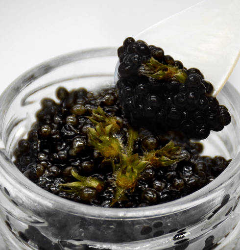 黒耀 信州キャビア 葉艶 黒曜石スプーン付き | SPRINGFARM